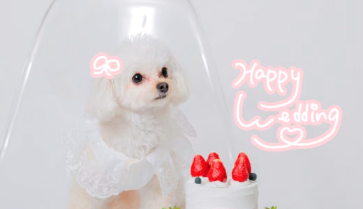 人見知りのワンちゃんも安心。カメラマンがいない「セルフ前撮り」が選ばれるワケ